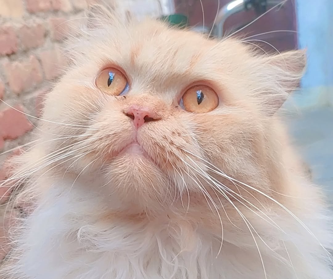 Masoom ankhe